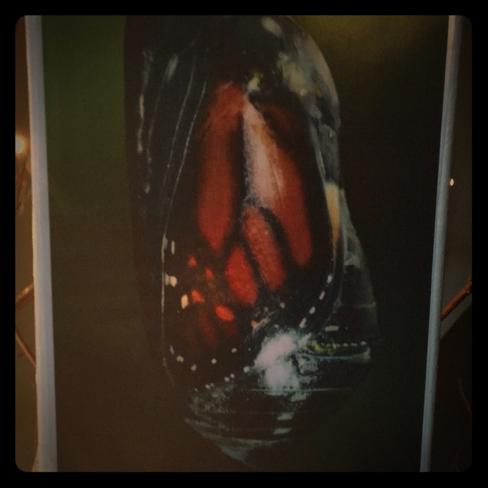 Chrysalis Canvas   🦋